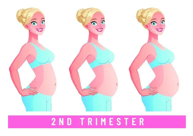 Second Trimester of Pregnancy