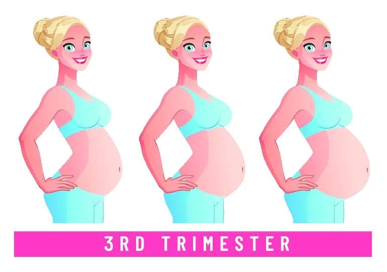Third Trimester of Pregnancy
